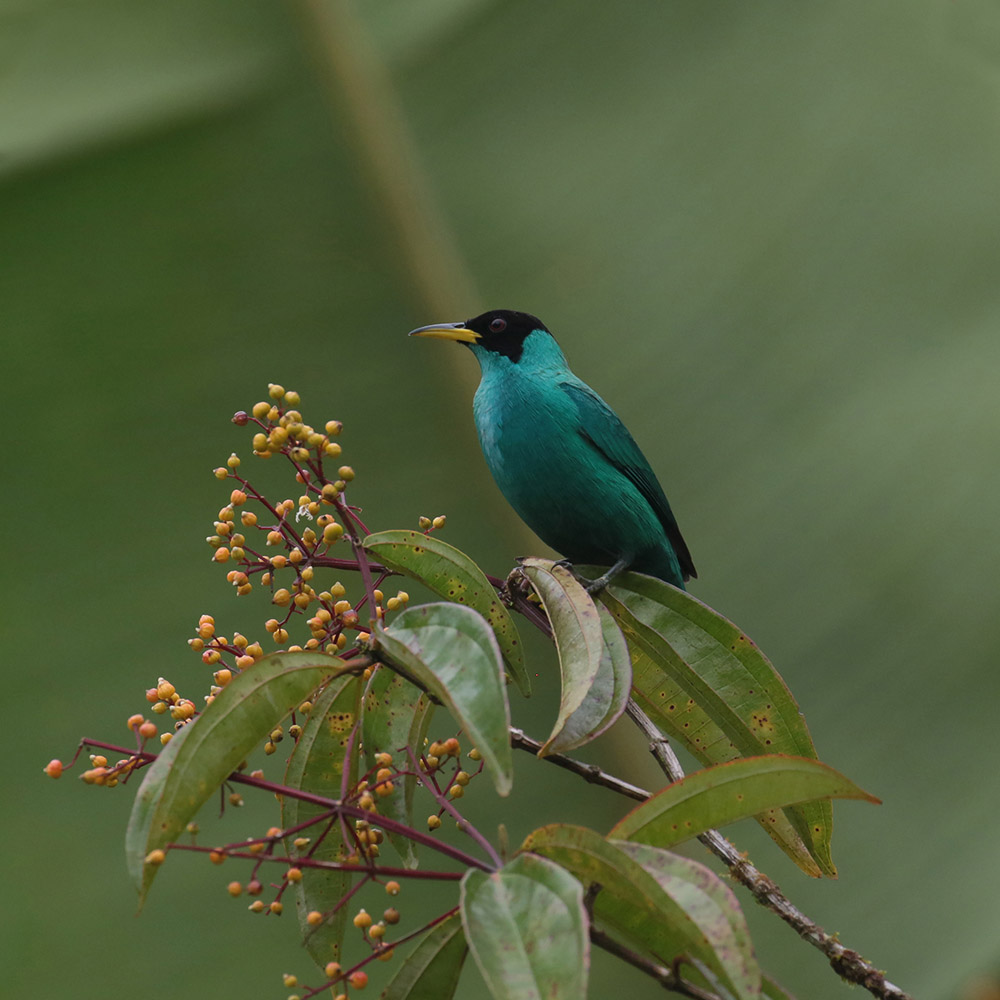 Male Green Honeycreeper